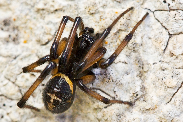 Steatoda paykulliana  di Malta